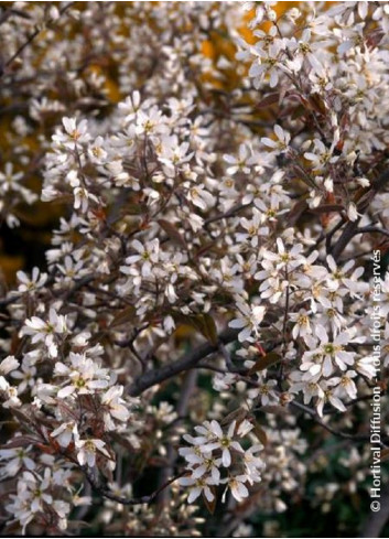 AMELANCHIER lamarckii