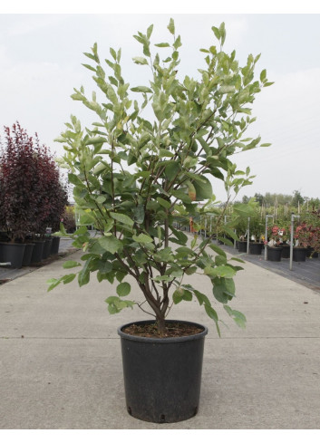 AMELANCHIER LAMARCKII En pot de 15-20 litres