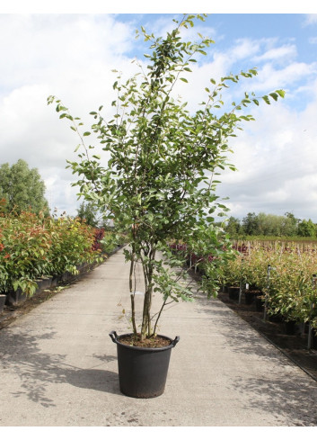 AMELANCHIER LAMARCKII En pot de 35-50 litres