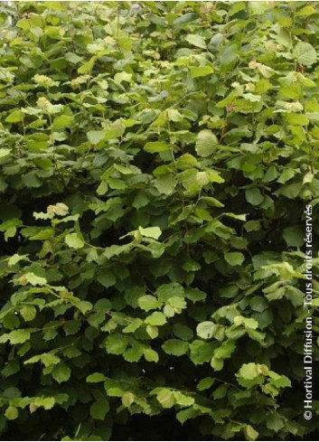 CORYLUS avellana