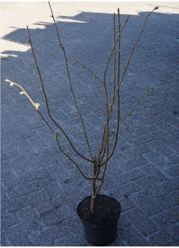 CORYLUS avellana En pot de 4-5 litres