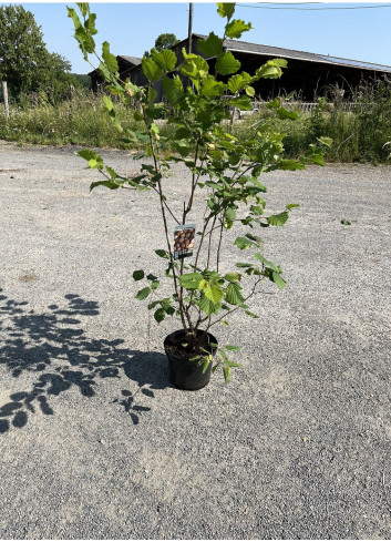 CORYLUS avellana En pot de 10-12 litres