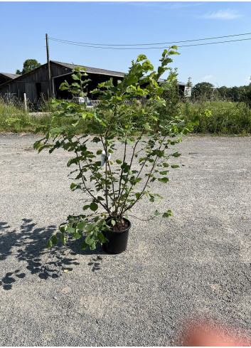 CORYLUS avellana En pot de 15-20 litres