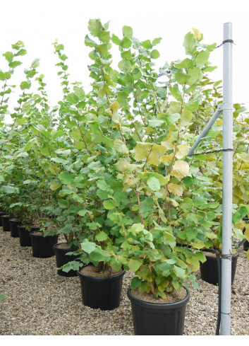 CORYLUS avellana En pot de 35-50 litres