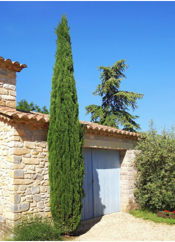 CUPRESSUS sempervirens STRICTA