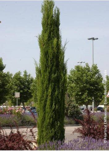 CUPRESSUS sempervirens STRICTA