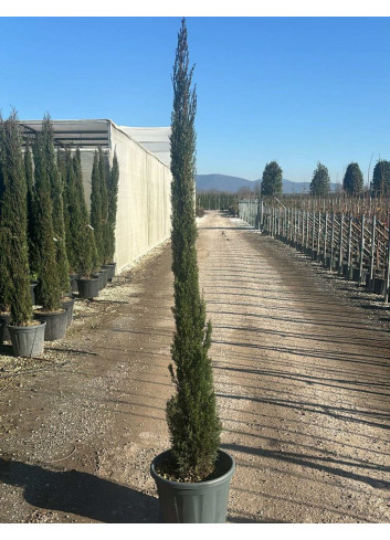 CUPRESSUS sempervirens STRICTA En pot de 25-30 litres