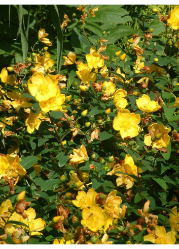 HYPERICUM hidcoteense HIDCOTE