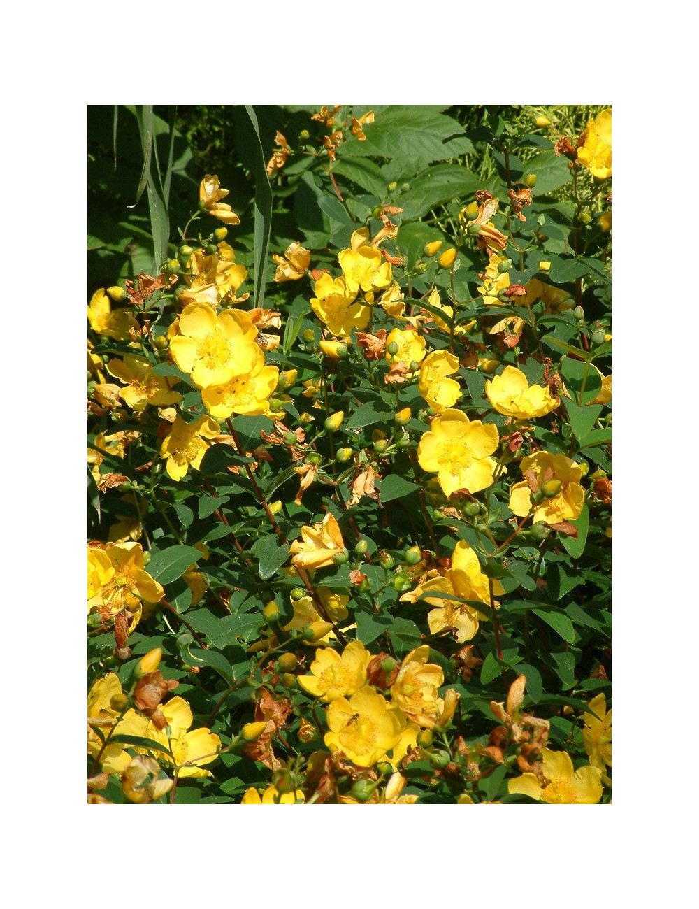 HYPERICUM hidcoteense HIDCOTE