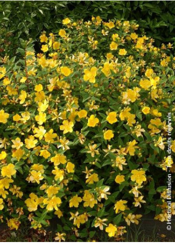 HYPERICUM hidcoteense HIDCOTE