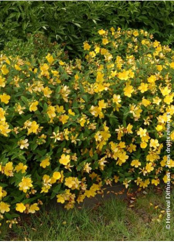 HYPERICUM hidcoteense HIDCOTE