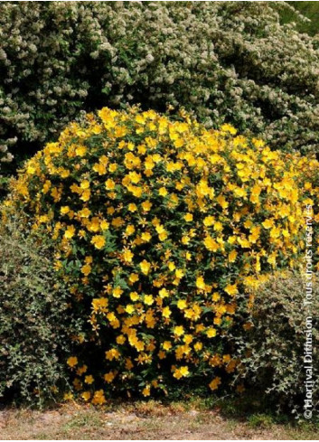 HYPERICUM hidcoteense HIDCOTE