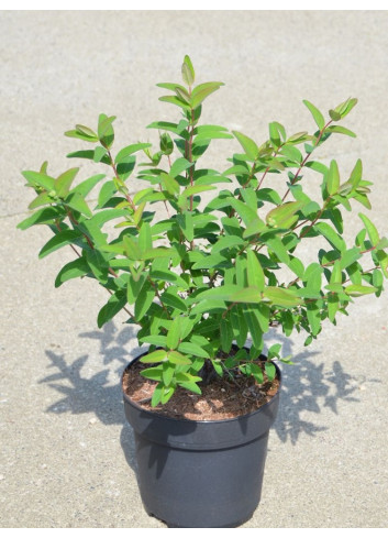 HYPERICUM hidcoteense HIDCOTE En pot de 3-4 litres