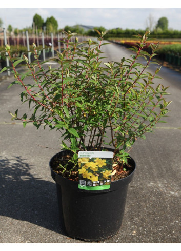 HYPERICUM hidcoteense HIDCOTE En pot de 10-12 litres