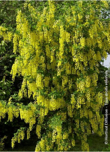 LABURNUM watereri VOSSII