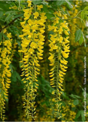 LABURNUM watereri VOSSII