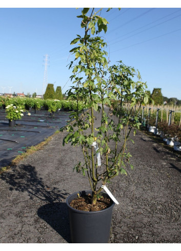 LABURNUM watereri VOSSII En pot de 15-20 litres