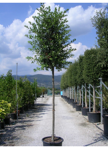 QUERCUS ilex