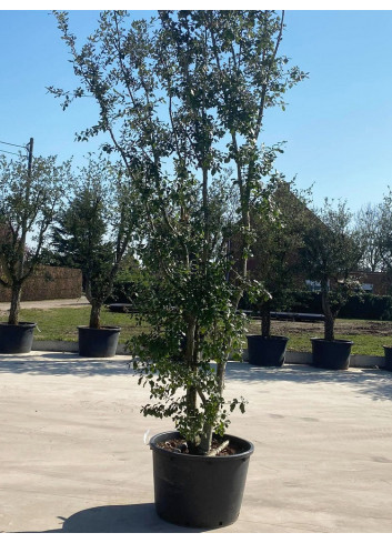 QUERCUS ilex