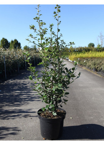 QUERCUS ilex En pot de 10-12 litres