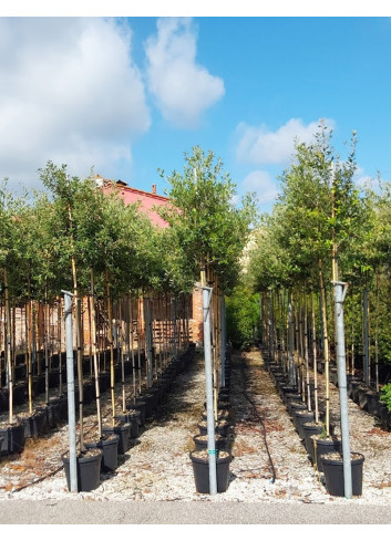 QUERCUS ilex En pot de 30-35 litres forme tige hauteur du tronc 180-200 cm