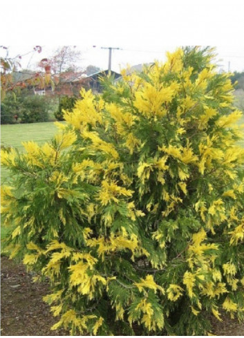 CALOCEDRUS decurrens AUREOVARIEGATA