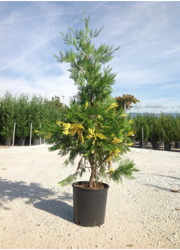 CALOCEDRUS decurrens AUREOVARIEGATA En pot de 25-30 litres