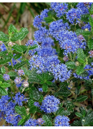 CEANOTHUS thyrsiflorus AUTUMNAL BLUE