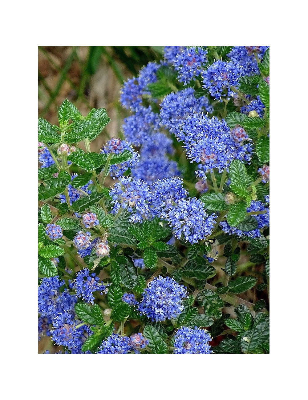 CEANOTHUS thyrsiflorus AUTUMNAL BLUE