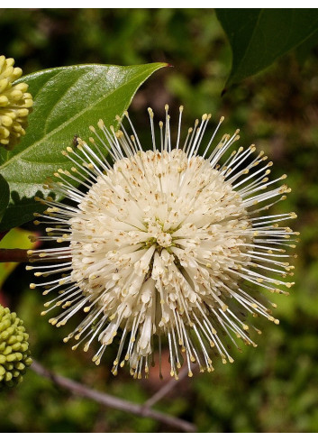 CEPHALANTHUS occidentalis