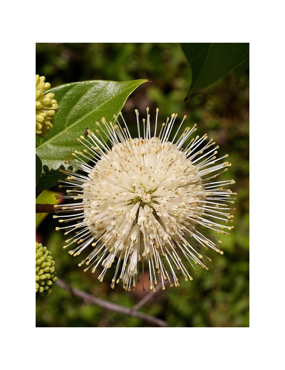 CEPHALANTHUS occidentalis