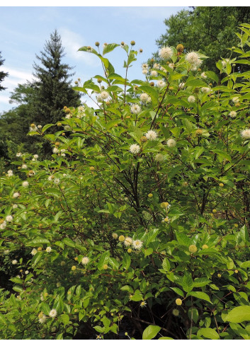 CEPHALANTHUS occidentalis