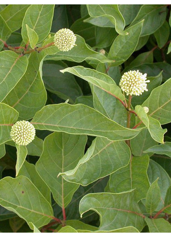 CEPHALANTHUS occidentalis