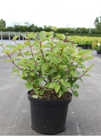 CEPHALANTHUS occidentalis En pot de 10-12 litres