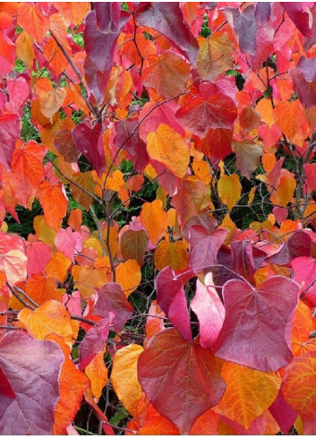 CERCIS canadensis FOREST PANSY