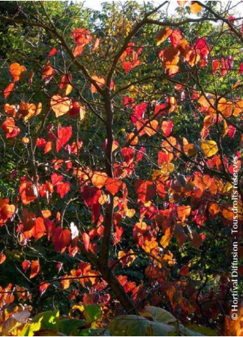 CERCIS canadensis FOREST PANSY