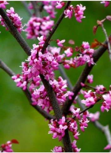 CERCIS canadensis FOREST PANSY