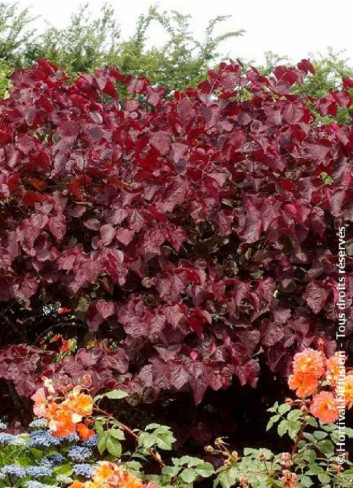 CERCIS canadensis FOREST PANSY