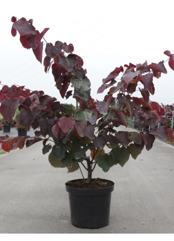 CERCIS canadensis FOREST PANSY En pot de 10-12 litres