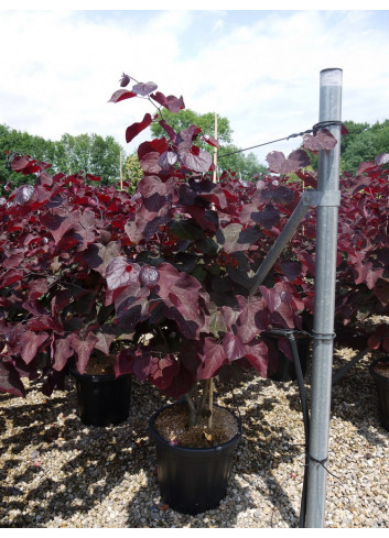 CERCIS canadensis FOREST PANSY En pot de 25-30 litres