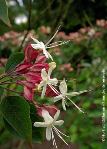 CLERODENDRUM trichotomum