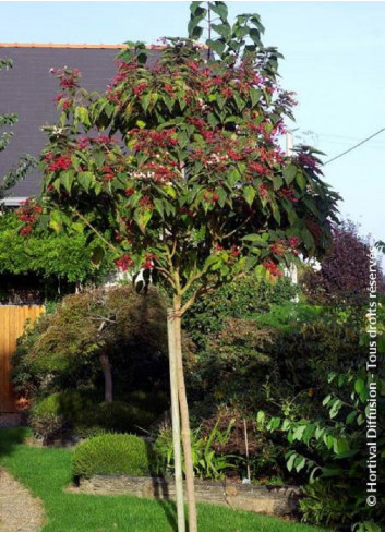 CLERODENDRUM trichotomum