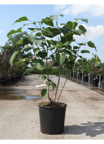 CLERODENDRUM trichotomum En pot de 15-20 litres