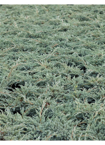 JUNIPERUS squamata BLUE CARPET