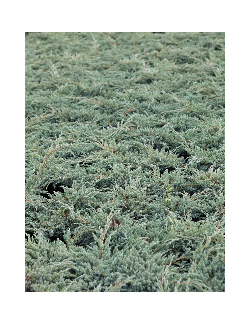 JUNIPERUS squamata BLUE CARPET