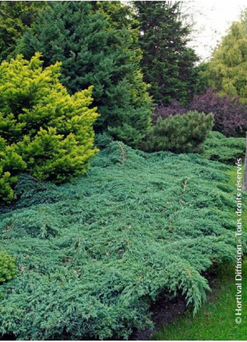 JUNIPERUS squamata BLUE CARPET