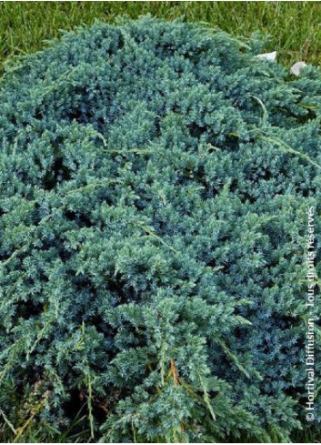 JUNIPERUS squamata BLUE CARPET