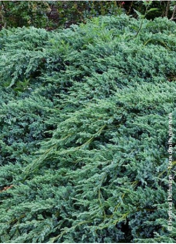 JUNIPERUS squamata BLUE CARPET