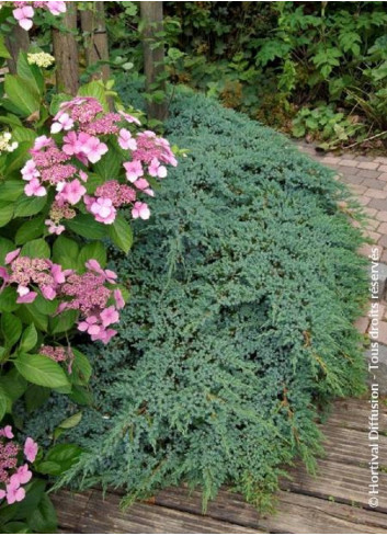 JUNIPERUS squamata BLUE CARPET