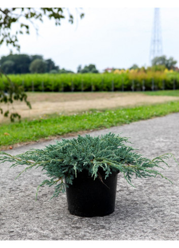 JUNIPERUS squamata BLUE CARPET En pot de 7-10 litres